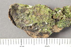  ( - TRH-L-24328)  @11 [ ] by-nc (2020) Einar Timdal Natural History Museum, University of Oslo, Norway