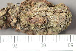  ( - TRH-L-24340)  @11 [ ] by-nc (2020) Einar Timdal Natural History Museum, University of Oslo, Norway