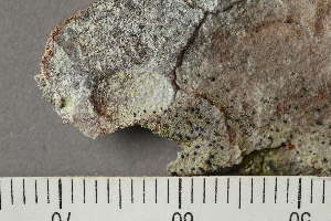  ( - TRH-L-24342)  @11 [ ] by-nc (2020) Einar Timdal Natural History Museum, University of Oslo, Norway