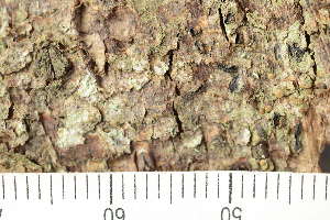  ( - TRH-L-24345)  @11 [ ] by-nc (2020) Einar Timdal Natural History Museum, University of Oslo, Norway