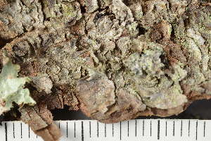  ( - TRH-L-24347)  @11 [ ] by-nc (2020) Einar Timdal Natural History Museum, University of Oslo, Norway