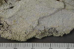  ( - TRH-L-24351)  @11 [ ] by-nc (2020) Einar Timdal Natural History Museum, University of Oslo, Norway