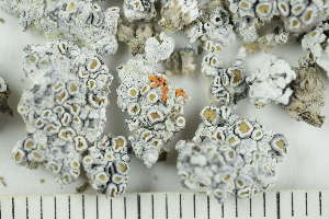  ( - TRH-L-28616)  @11 [ ] by-nc (2021) Einar Timdal University of Oslo, Natural History Museum