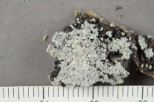  ( - TRH-L-28653)  @11 [ ] by-nc (2020) Einar Timdal Natural History Museum, University of Oslo, Norway