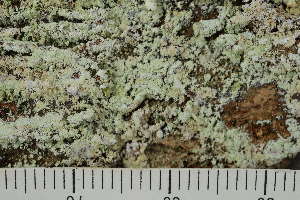  ( - TRH-L-28656)  @11 [ ] by-nc (2020) Einar Timdal Natural History Museum, University of Oslo, Norway