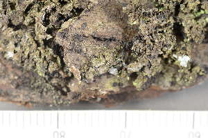 ( - TRH-L-28685)  @11 [ ] by-nc (2020) Einar Timdal Natural History Museum, University of Oslo, Norway
