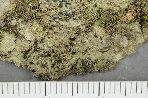  ( - TRH-L-28704)  @11 [ ] by-nc (2020) Einar Timdal Natural History Museum, University of Oslo, Norway