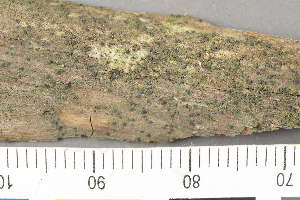  ( - TRH-L-28705)  @11 [ ] by-nc (2020) Einar Timdal Natural History Museum, University of Oslo, Norway