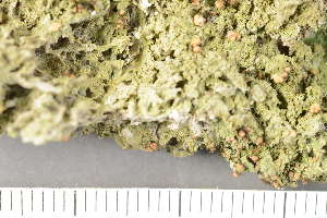  ( - TRH-L-28717)  @11 [ ] by-nc (2020) Einar Timdal Natural History Museum, University of Oslo, Norway