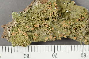  ( - TRH-L-28718)  @11 [ ] by-nc (2020) Einar Timdal Natural History Museum, University of Oslo, Norway