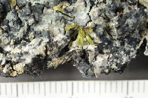  ( - TRH-L-28753)  @11 [ ] by-nc (2020) Einar Timdal Natural History Museum, University of Oslo, Norway