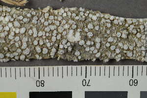  ( - TRH-L-28754)  @11 [ ] by-nc (2020) Einar Timdal Natural History Museum, University of Oslo, Norway