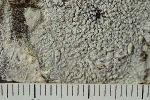  ( - TRH-L-28756)  @11 [ ] by-nc (2020) Einar Timdal Natural History Museum, University of Oslo, Norway