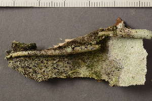  ( - TRH-L-36829)  @11 [ ] CreativeCommons - Attribution Non-Commercial (2019) Einar Timdal University of Oslo, Natural History Museum