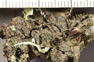  ( - TRH-L-36839)  @11 [ ] CreativeCommons - Attribution Non-Commercial (2019) Gunnhild Marthinsen University of Oslo, Natural History Museum
