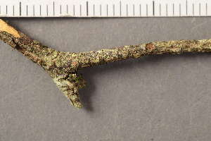  ( - TRH-L-36842)  @11 [ ] CreativeCommons - Attribution Non-Commercial (2019) Gunnhild Marthinsen University of Oslo, Natural History Museum