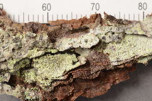  ( - TRH-L-36877)  @11 [ ] CreativeCommons - Attribution Non-Commercial (2019) Gunnhild Marthinsen University of Oslo, Natural History Museum