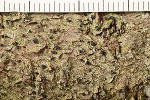  ( - TRH-L-36927)  @11 [ ] CreativeCommons - Attribution Non-Commercial (2019) Gunnhild Marthinsen University of Oslo, Natural History Museum