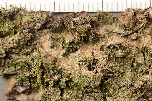  ( - TRH-L-36929)  @11 [ ] CreativeCommons - Attribution Non-Commercial (2019) Gunnhild Marthinsen University of Oslo, Natural History Museum