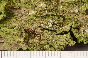  ( - TRH-L-36948)  @11 [ ] CreativeCommons - Attribution Non-Commercial (2019) Gunnhild Marthinsen University of Oslo, Natural History Museum