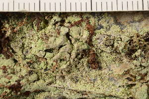  ( - TRH-L-36952)  @11 [ ] CreativeCommons - Attribution Non-Commercial (2019) Gunnhild Marthinsen University of Oslo, Natural History Museum