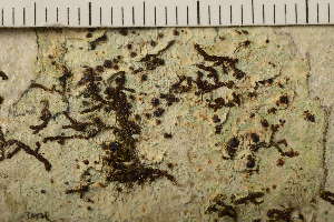  ( - TRH-L-36969)  @11 [ ] CreativeCommons - Attribution Non-Commercial (2019) Gunnhild Marthinsen University of Oslo, Natural History Museum