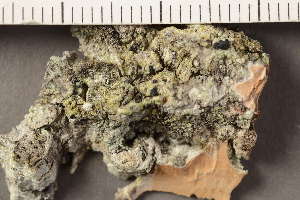 ( - TRH-L-37031)  @11 [ ] CreativeCommons - Attribution Non-Commercial (2019) Gunnhild Marthinsen University of Oslo, Natural History Museum
