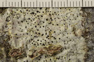  ( - TRH-L-37065)  @11 [ ] CreativeCommons - Attribution Non-Commercial (2019) Gunnhild Marthinsen University of Oslo, Natural History Museum