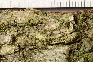  ( - TRH-L-37125)  @11 [ ] CreativeCommons - Attribution Non-Commercial (2019) Gunnhild Marthinsen University of Oslo, Natural History Museum