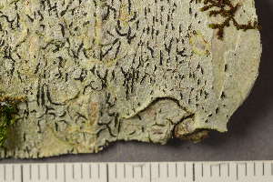  ( - TRH-L-37144)  @11 [ ] CreativeCommons - Attribution Non-Commercial (2019) Unspecified University of Oslo, Natural History Museum