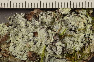  ( - TRH-L-37152)  @11 [ ] CreativeCommons - Attribution Non-Commercial (2019) Gunnhild Marthinsen University of Oslo, Natural History Museum