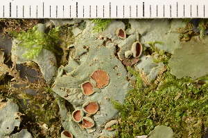  ( - TRH-L-37157)  @11 [ ] CreativeCommons - Attribution Non-Commercial (2019) Gunnhild Marthinsen University of Oslo, Natural History Museum
