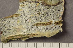  ( - TRH-L-37224)  @11 [ ] CreativeCommons - Attribution Non-Commercial (2019) Unspecified University of Oslo, Natural History Museum