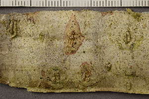 ( - TRH-L-37230)  @11 [ ] CreativeCommons - Attribution Non-Commercial (2019) Einar Timdal University of Oslo, Natural History Museum