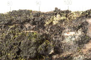 (Cystocoleaceae - TRH-L-37258)  @11 [ ] CreativeCommons - Attribution Non-Commercial (2019) Unspecified University of Oslo, Natural History Museum