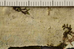  ( - TRH-L-37260)  @11 [ ] CreativeCommons - Attribution Non-Commercial (2019) Einar Timdal University of Oslo, Natural History Museum