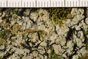  ( - TRH-L-37281)  @11 [ ] CreativeCommons - Attribution Non-Commercial (2019) Gunnhild Marthinsen University of Oslo, Natural History Museum