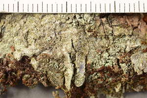  ( - TRH-L-37289)  @11 [ ] CreativeCommons - Attribution Non-Commercial (2019) Gunnhild Marthinsen University of Oslo, Natural History Museum