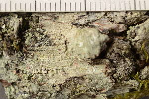  ( - TRH-L-37308)  @11 [ ] CreativeCommons - Attribution Non-Commercial (2019) Gunnhild Marthinsen University of Oslo, Natural History Museum