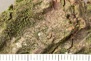  ( - TRH-L-37313)  @11 [ ] CreativeCommons - Attribution Non-Commercial (2019) Gunnhild Marthinsen University of Oslo, Natural History Museum