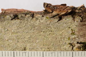  ( - TRH-L-37334)  @11 [ ] CreativeCommons - Attribution Non-Commercial (2019) Gunnhild Marthinsen University of Oslo, Natural History Museum