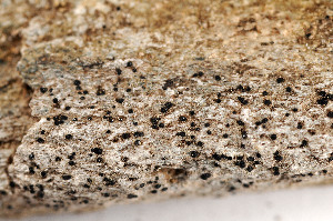  (Rhizocarpon postumum - TRH-L-13748)  @11 [ ] CreativeCommons - Attribution Non-Commercial (2013) Einar Timdal Natural History Museum, University of Oslo, Norway