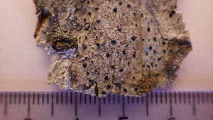  (Buellia erubescens - TRH-L-16415)  @11 [ ] CreativeCommons - Attribution Non-Commercial (2017) Håkon Holien Nord University