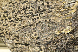  ( - TRH-L-680226)  @11 [ ] CreativeCommons - Attribution Non-Commercial (2016) Einar Timdal University of Oslo, Natural History Museum