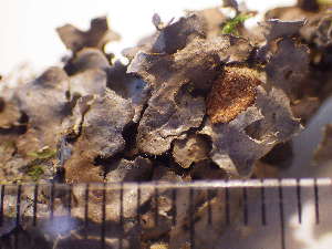  ( - TRH-L-MB18-141)  @11 [ ] CreativeCommons - Attribution Non-Commercial (2019) Mika Bendiksby University of Oslo, Natural History Museum