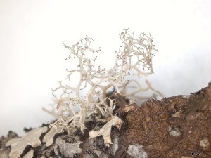  ( - TROM_L_52183)  @11 [ ] CreativeCommons - Attribution Non-Commercial Share-Alike (2017) Unspecified Tromsø University Museum