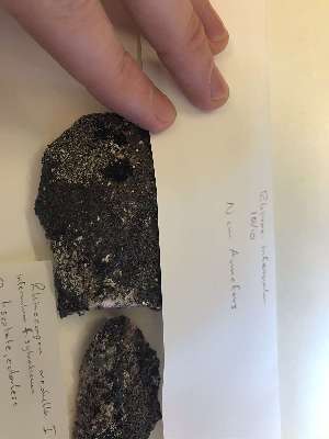  (Rhizocarpon infernulum - UPS-L-MW-sylv)  @11 [ ] by-nc (2022) Erik Möller University of Oslo, Natural History Museum