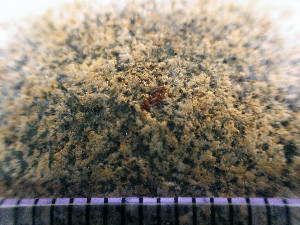  (Verrucaria sp. JP16 - H-WG2_2149)  @11 [ ] CreativeCommons - Attribution Non-Commercial (2016) Mika Bendiksby University of Oslo, Natural History Museum