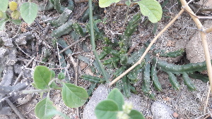 caralluma munbyana