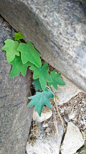  (Hedera nepalensis - BUITEMS-FKB-35)  @11 [ ] Unspecified (default): All Rights Reserved (2019) Razia Kanwal BUITEMS